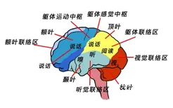 大脑语言功能区图