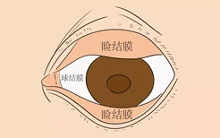 睑结膜和球结膜的位置图片