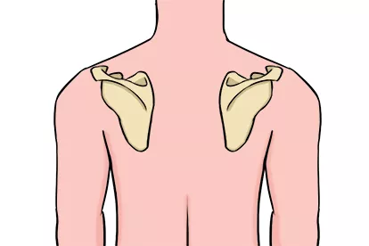 正常站立肩胛骨图