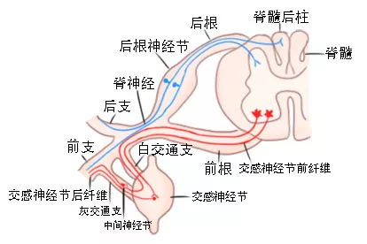 交感神经节位置图