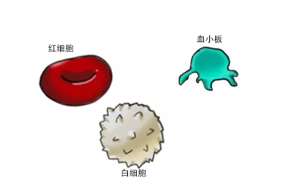 血涂片细胞形态图