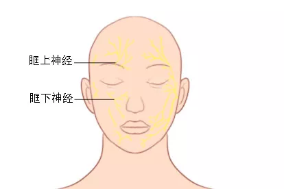 面部神经图正面