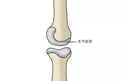 关节软骨图片