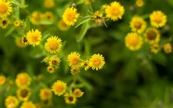 野菊花泡水的禁忌 野菊花泡水有哪些注意事项