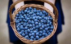蓝莓一天吃多少为宜 蓝莓的功效与作用