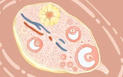 吃什么可以调理卵巢 卵巢保养应该怎么吃