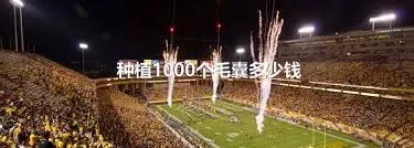 种植1000个毛囊多少钱