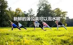 新鲜的蒲公英可以泡水喝吗