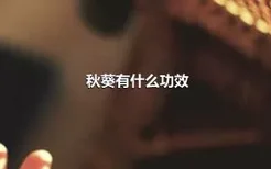 秋葵有什么功效