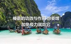 榛蘑的功效与作用 想要增加免疫力就吃它