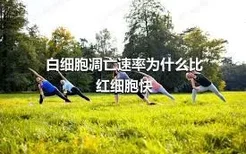 白细胞凋亡速率为什么比红细胞快