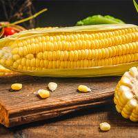 玉米的营养价值