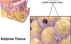 你知道脂肪是如何储存在我们体内，又是如何被排出体外的吗？