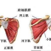 肩袖肌群解剖及肩袖肌群锻炼动作