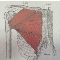 胸部肌肉介绍：胸大肌