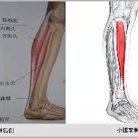 小腿肌群：认识小腿肌肉