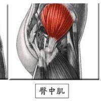 臀部肌肉的解剖和锻炼动作