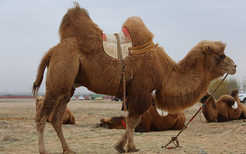 骆驼奶粉的功效和作用 骆驼奶粉的好处