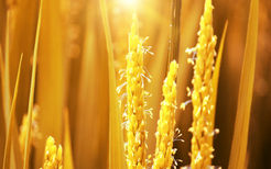 麦芽的功效与作用 麦芽对人体的好处