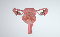 子宫肌瘤是什么原因导致的 子宫肌瘤是怎么引起的