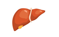 肝癌早期症状和前兆 肝癌有哪些早期症状和前兆
