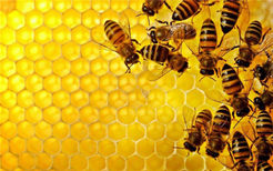 吃蜂胶对身体有什么好处 蜂胶的作用与功效