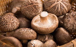 蘑菇的营养价值及功效